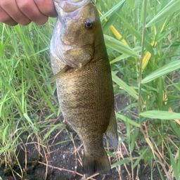 スモールマウスバス