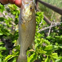 スモールマウスバス