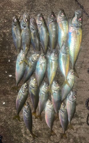 アジの釣果