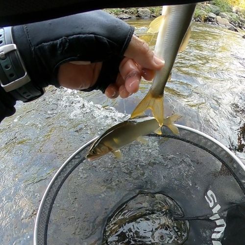 アユの釣果