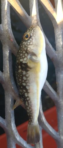 フグの釣果