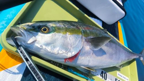 ブリの釣果