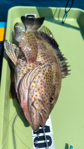 オオモンハタの釣果