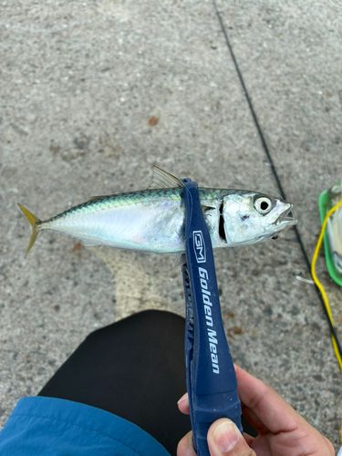サバの釣果