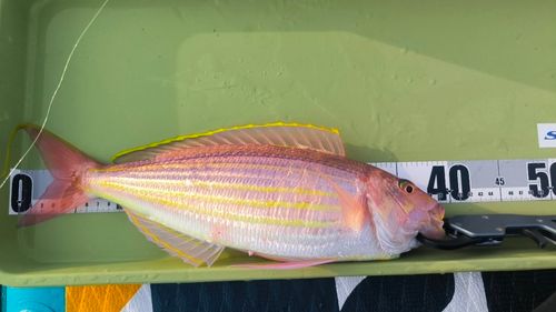 イトヨリダイの釣果