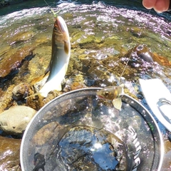 アユの釣果