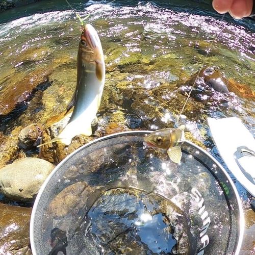 アユの釣果