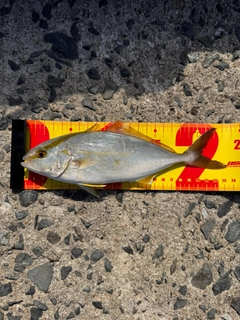 ネリゴの釣果