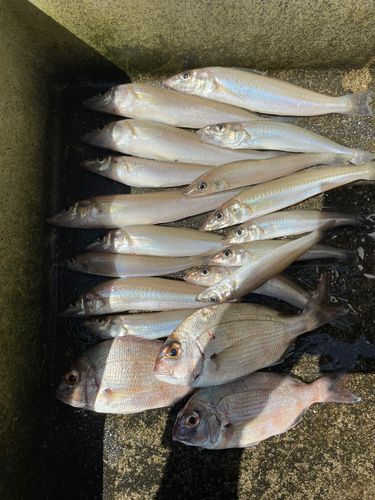 キスの釣果