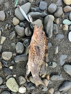 オオモンハタの釣果