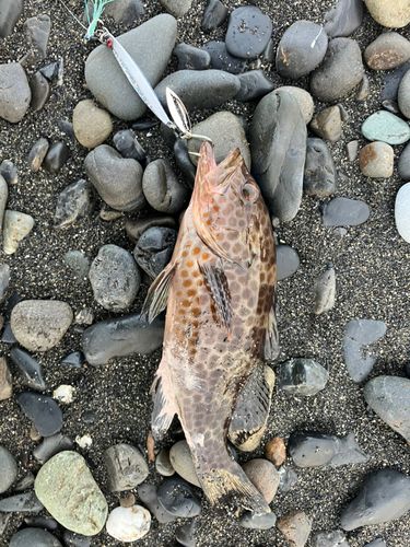 オオモンハタの釣果