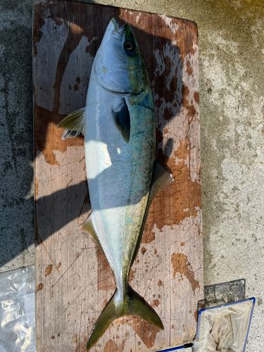 ハマチの釣果