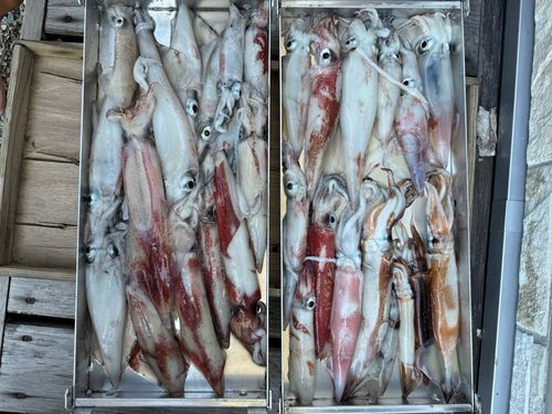 ケンサキイカの釣果