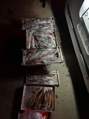 ケンサキイカの釣果