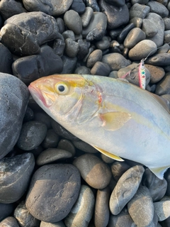 ショゴの釣果