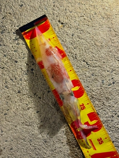 ケンサキイカの釣果
