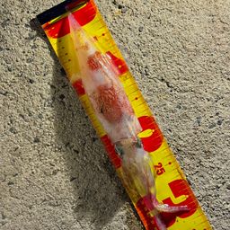 ケンサキイカ