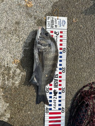クロダイの釣果