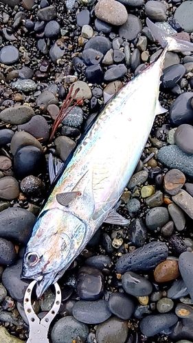 マルソウダの釣果