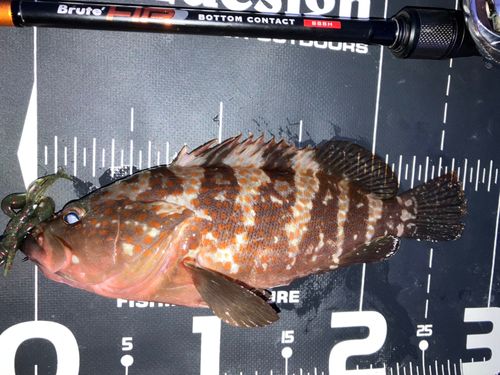 キジハタの釣果