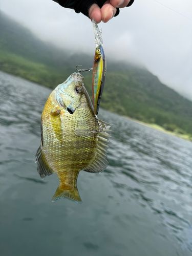 ブルーギルの釣果