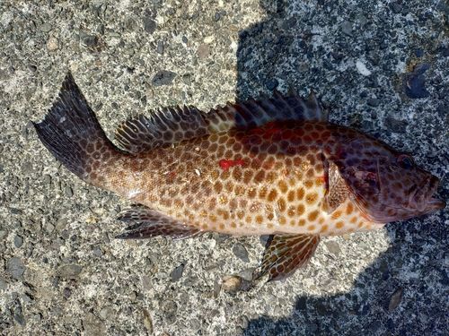 オオモンハタの釣果