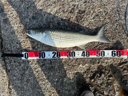 ボラの釣果