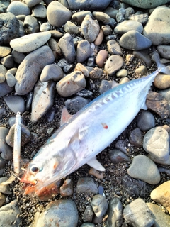 ソウダガツオの釣果