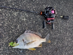 ハゼの釣果
