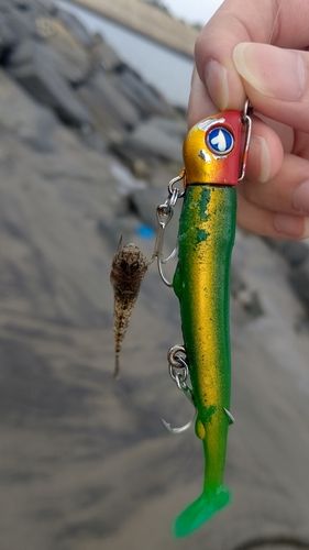 マゴチの釣果