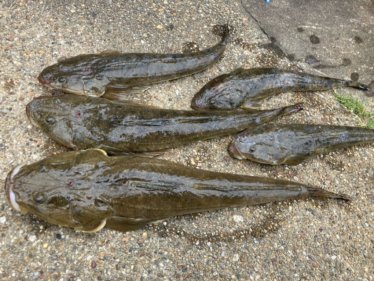 抹茶好き🍵さんの釣果 2枚目の画像