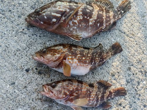 アコウの釣果