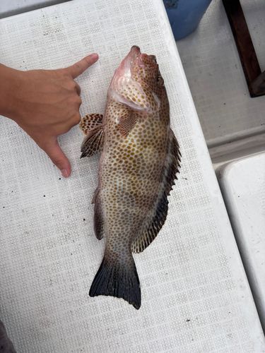 オオモンハタの釣果