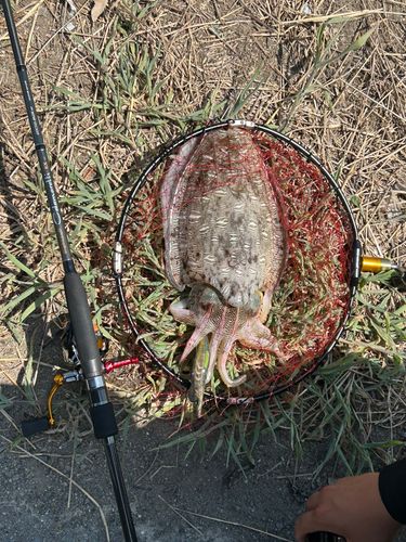 モンゴウイカの釣果