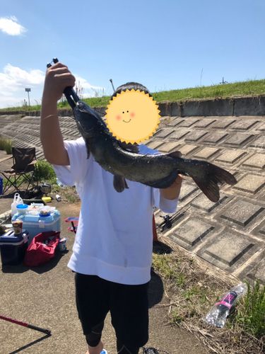 アメリカナマズの釣果