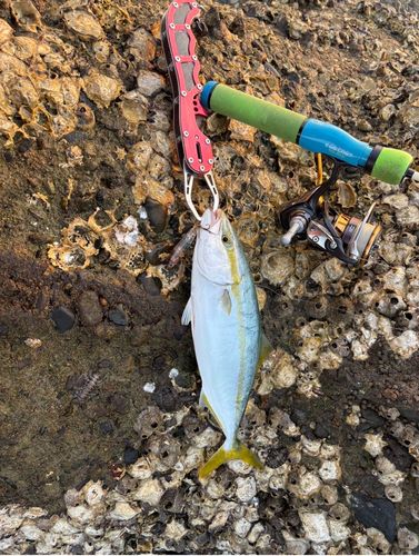 ヤズの釣果
