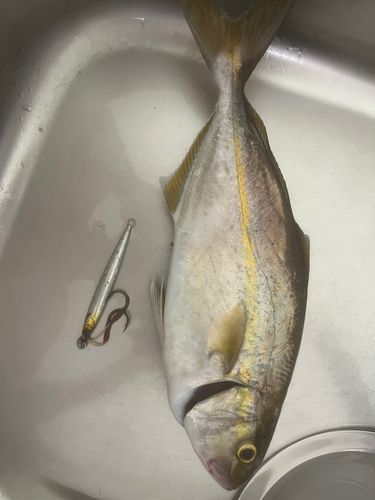 ネリゴの釣果