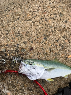 イナダの釣果