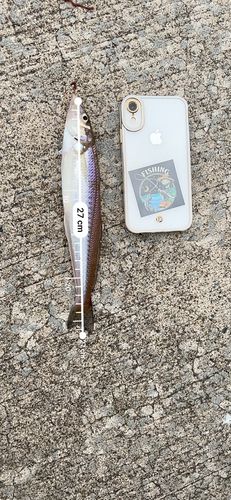 シロギスの釣果