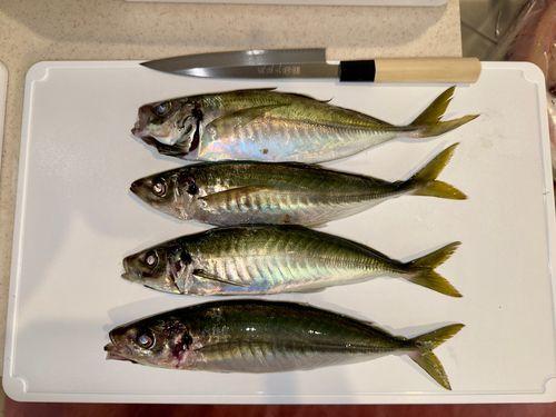 マアジの釣果