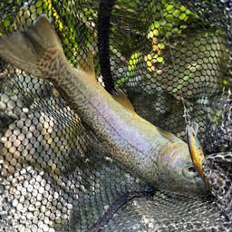 ロックトラウト