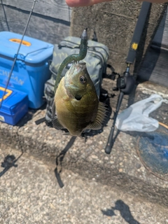 ブルーギルの釣果