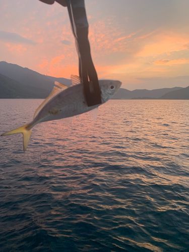 マルアジの釣果