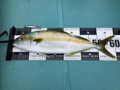 ヒラマサの釣果