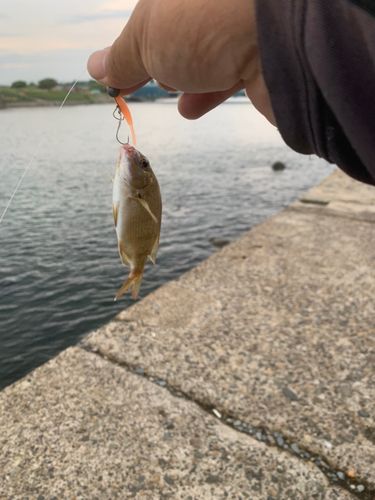 タイの釣果