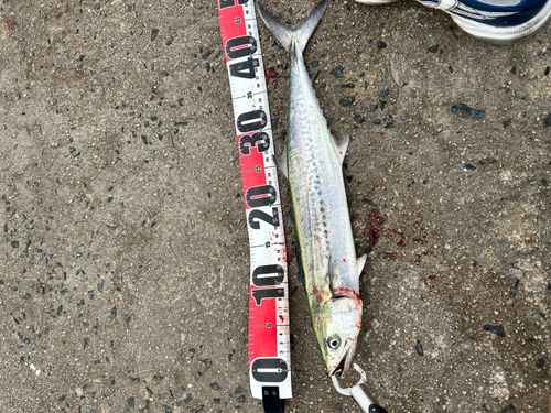 サワラの釣果
