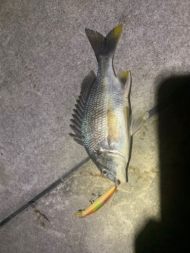 キビレの釣果