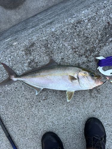 ネイリの釣果