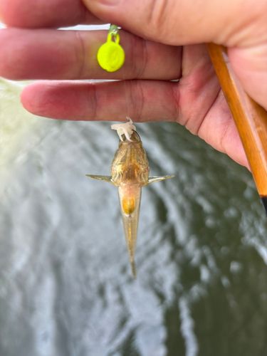 マハゼの釣果