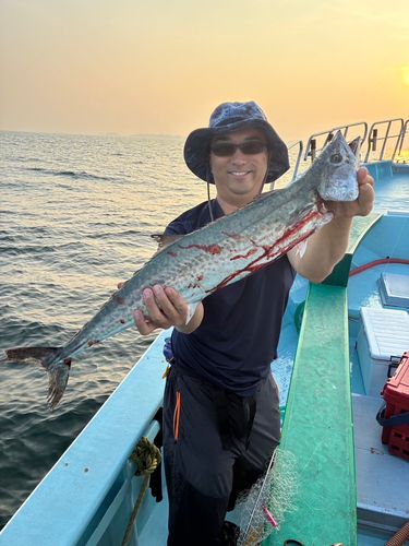サワラの釣果
